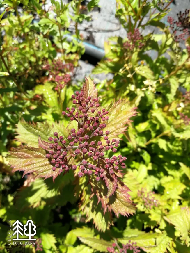 Spiraea japonica   'Crispa'